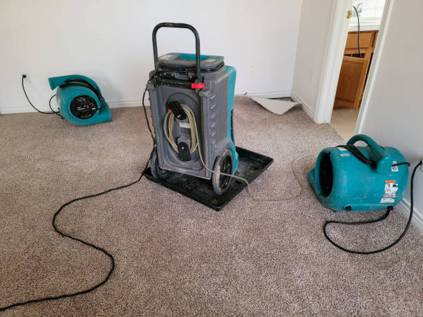 Best Mold removal after water damage  in El Centro, CA